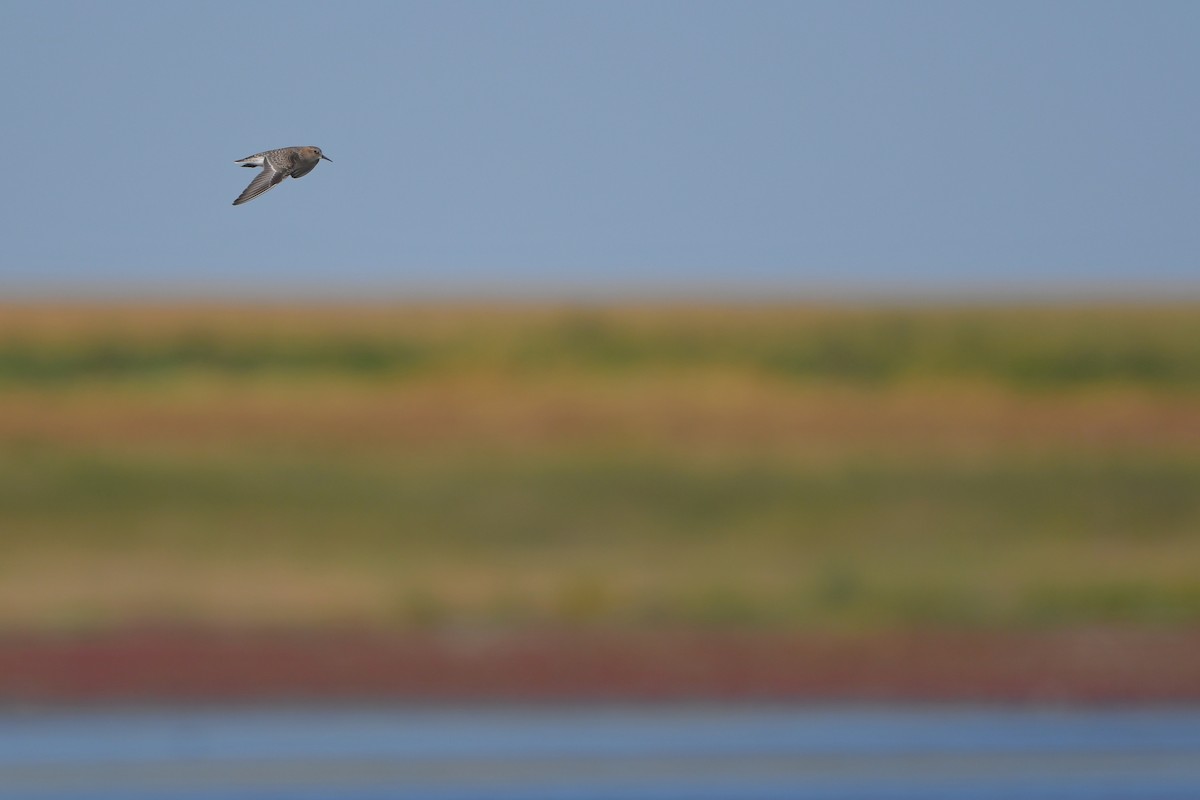 Bécasseau de Baird - ML644261472