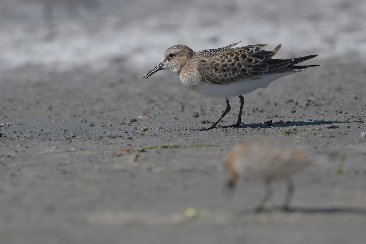 Bécasseau de Baird - ML644261473