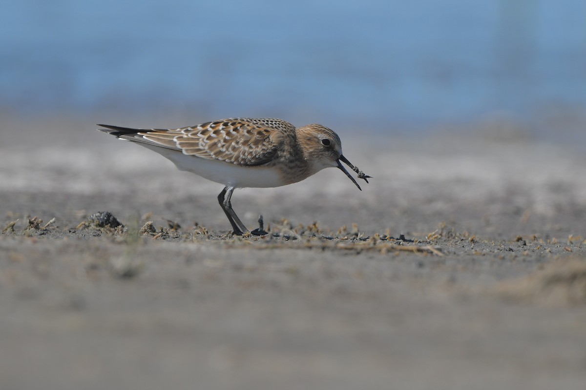 Bécasseau de Baird - ML644261474