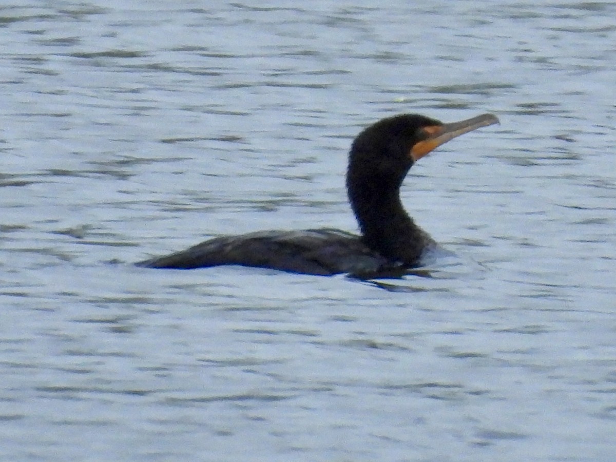 Cormorán Orejudo - ML644261475
