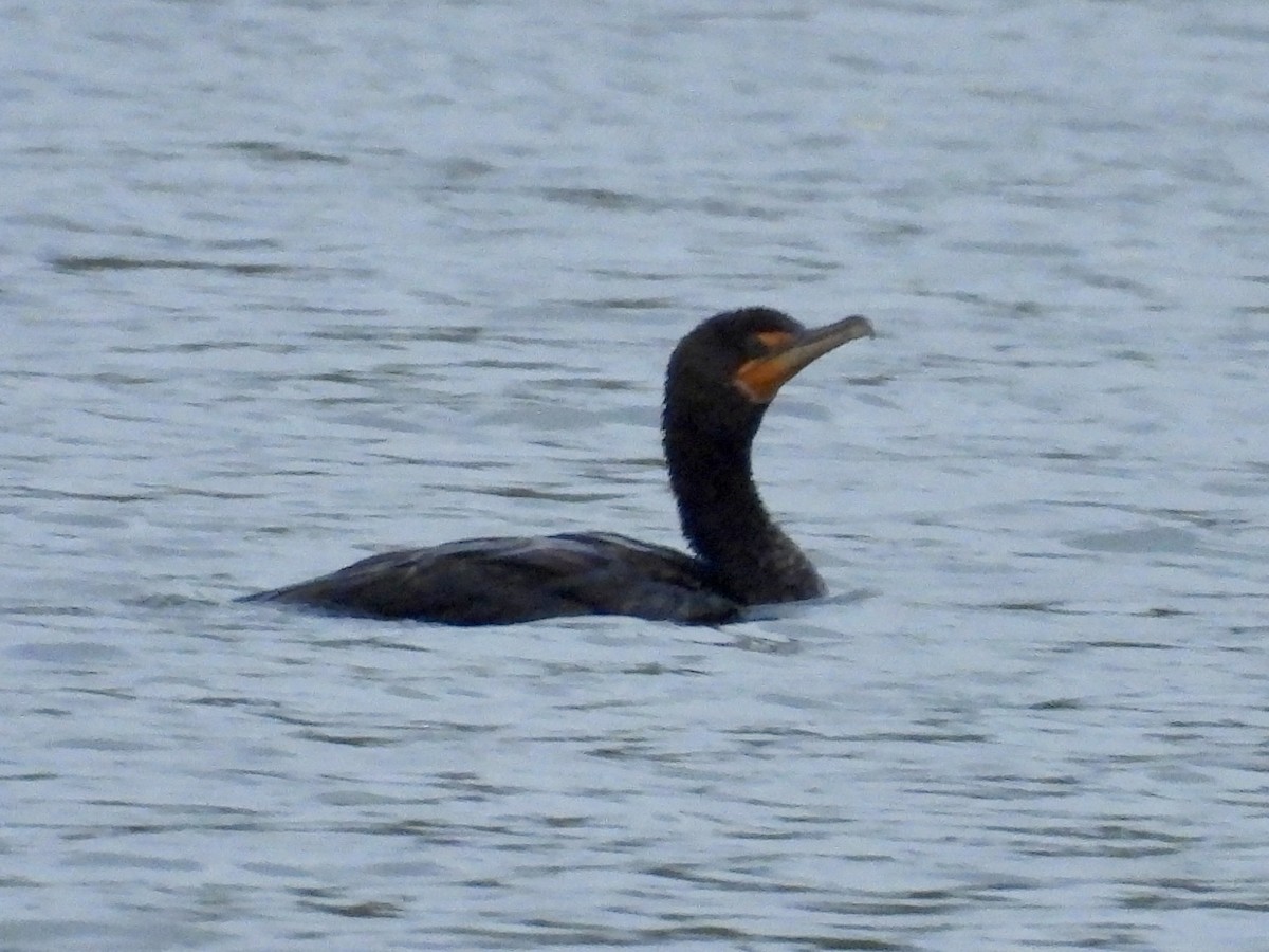 Cormorán Orejudo - ML644261476