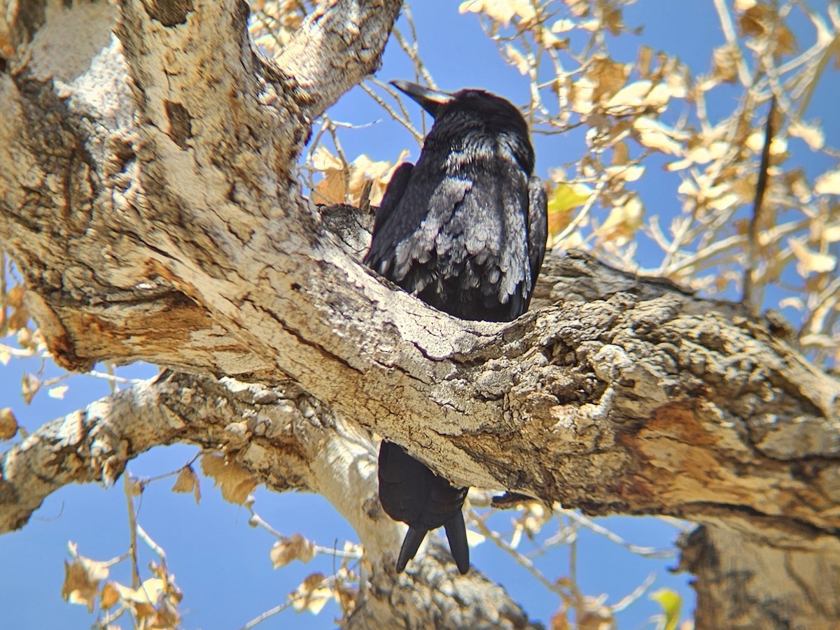 Cuervo Grande - ML644261488