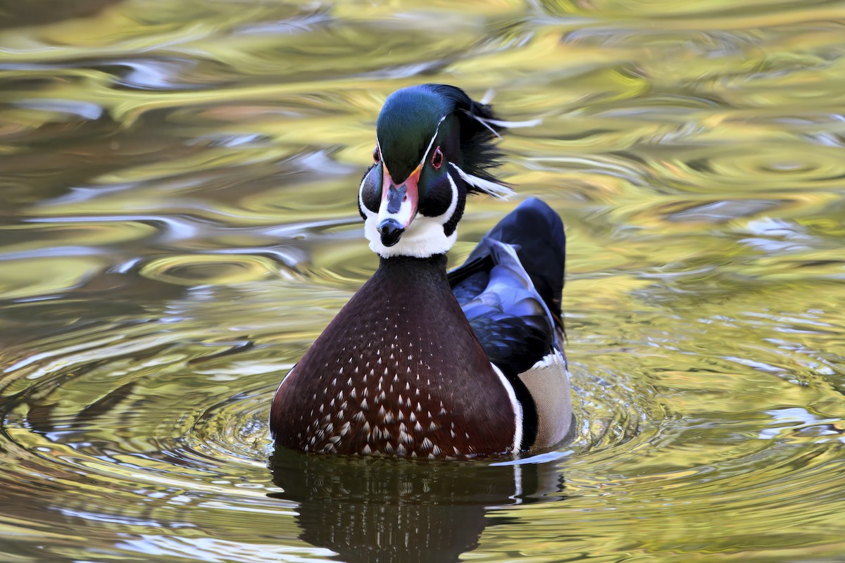 Brautente - ML644261497