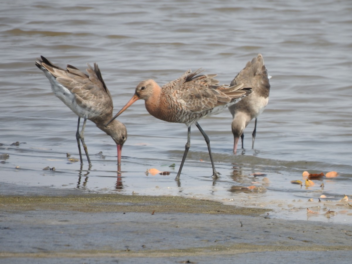 Морин цууцал - ML644261500