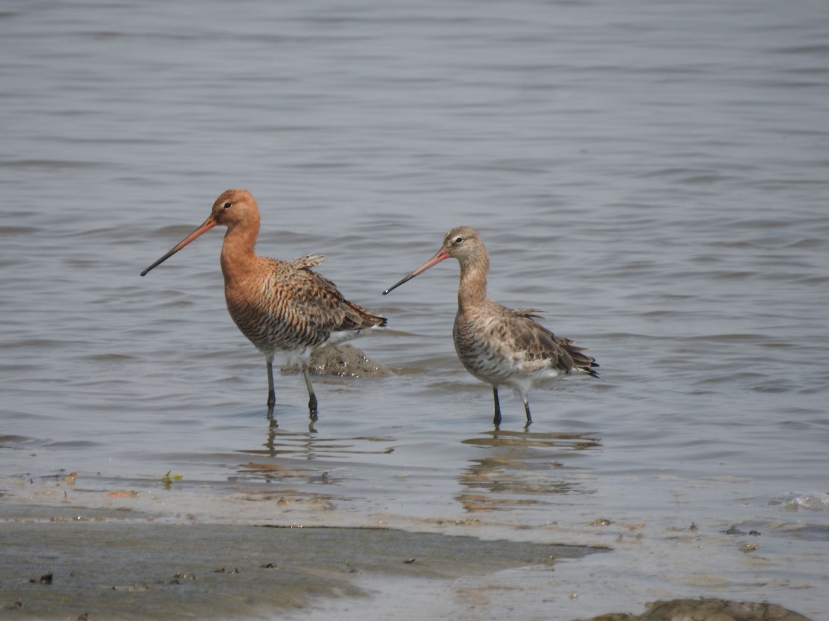 Морин цууцал - ML644261505