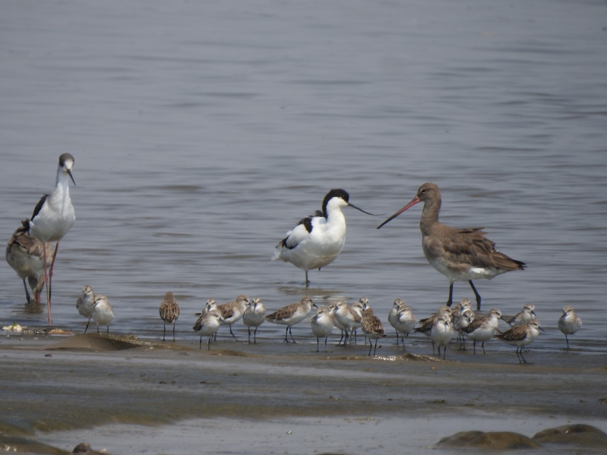 ヨーロッパトウネン - ML644261509