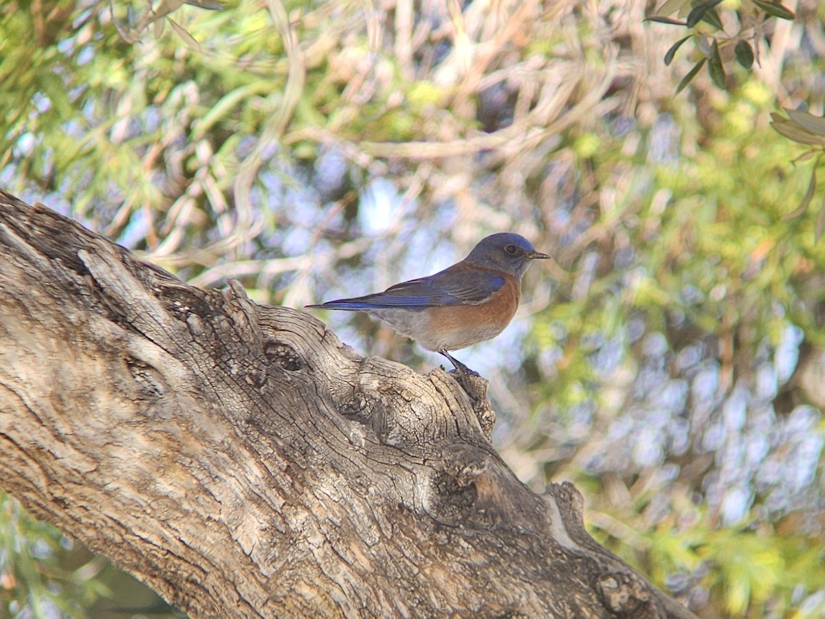 Western Bluebird - ML644261513