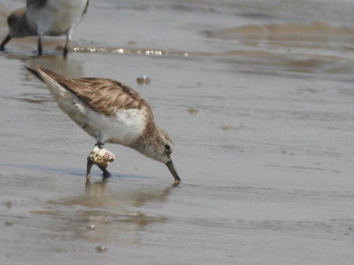 ヨーロッパトウネン - ML644261516