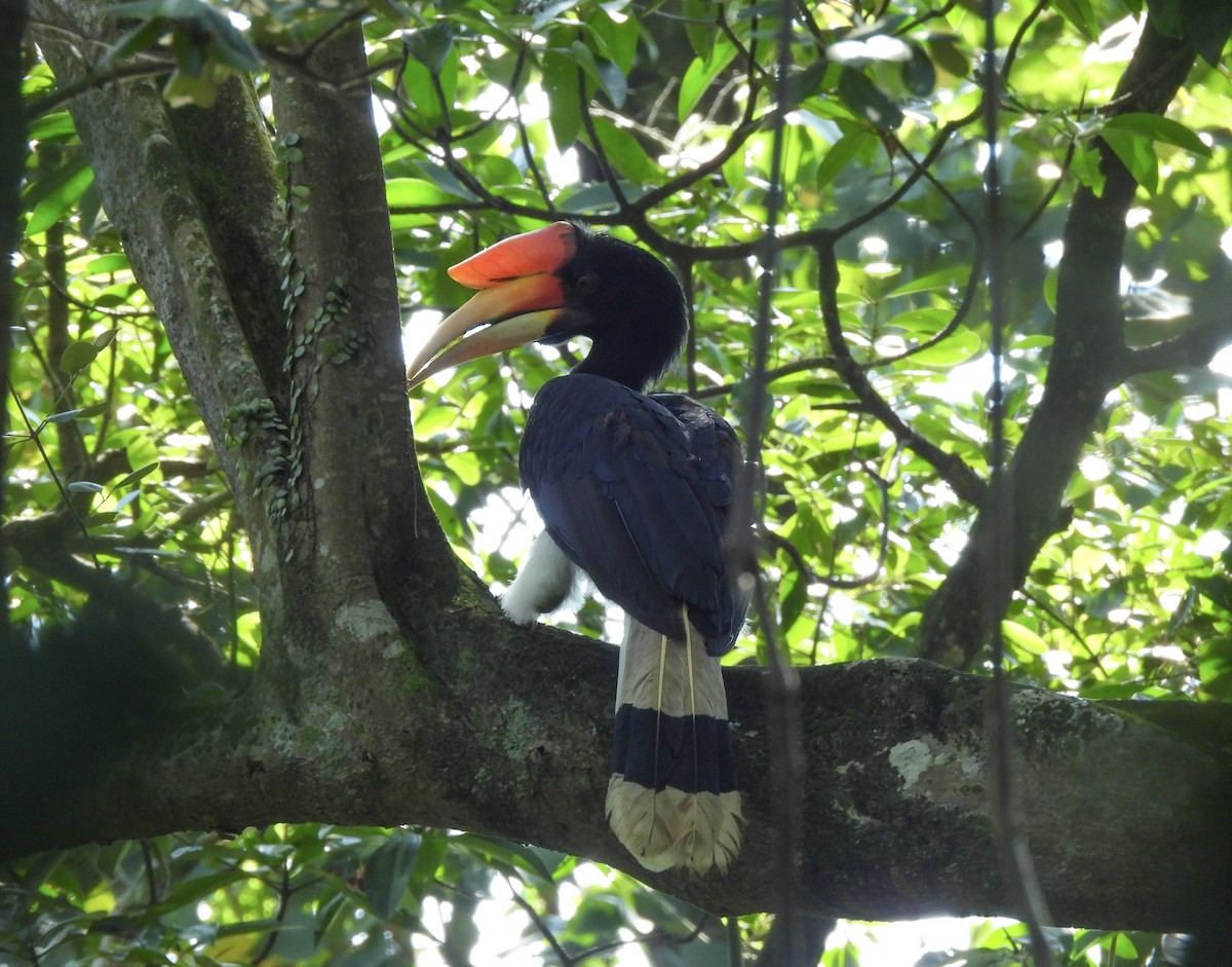 Rhinoceros Hornbill - ML644261518