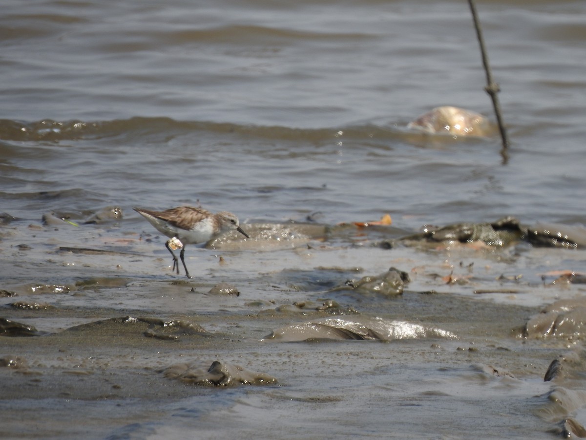 ヨーロッパトウネン - ML644261519