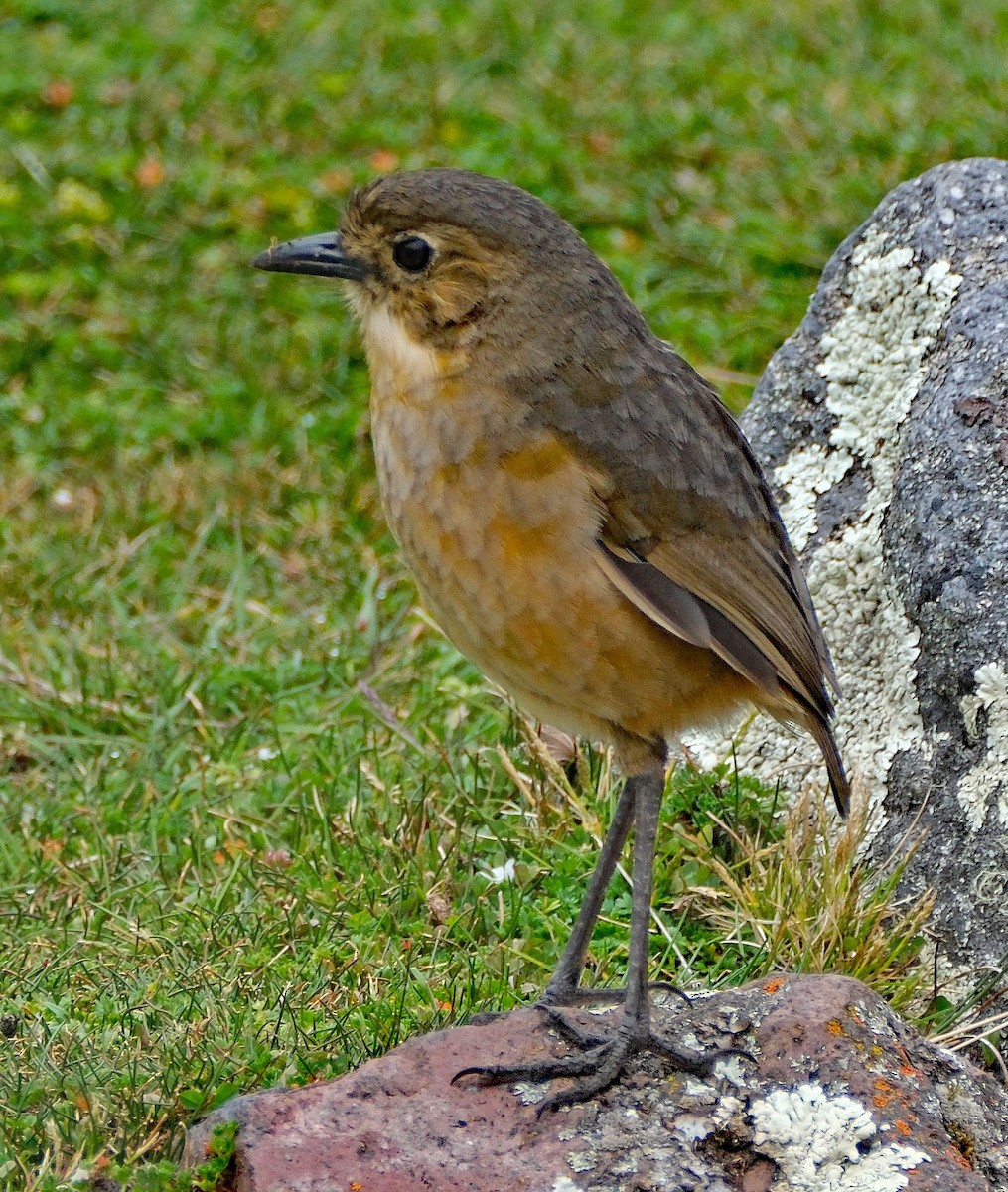 Tawny Antpitta - ML644261521