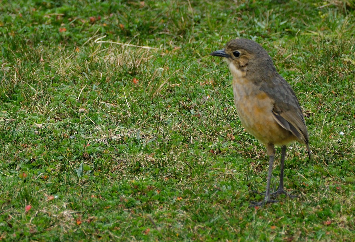 Tawny Antpitta - ML644261522