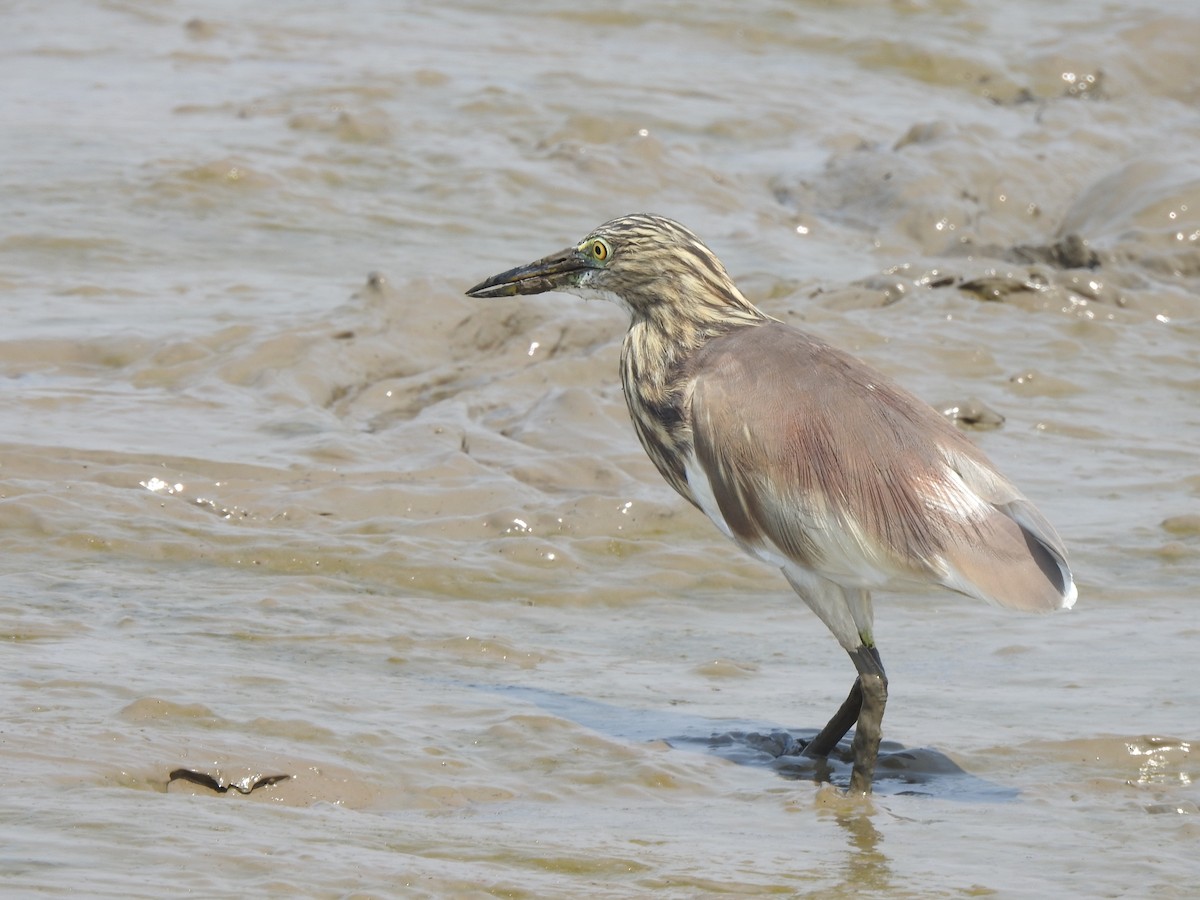 Indian Pond-Heron - ML644261525