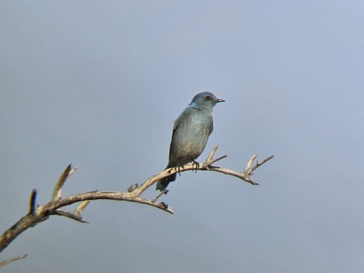 Mountain Bluebird - ML644261539