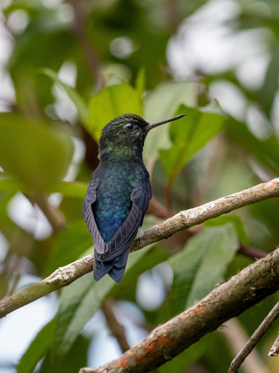 Black-breasted Puffleg - ML644261552