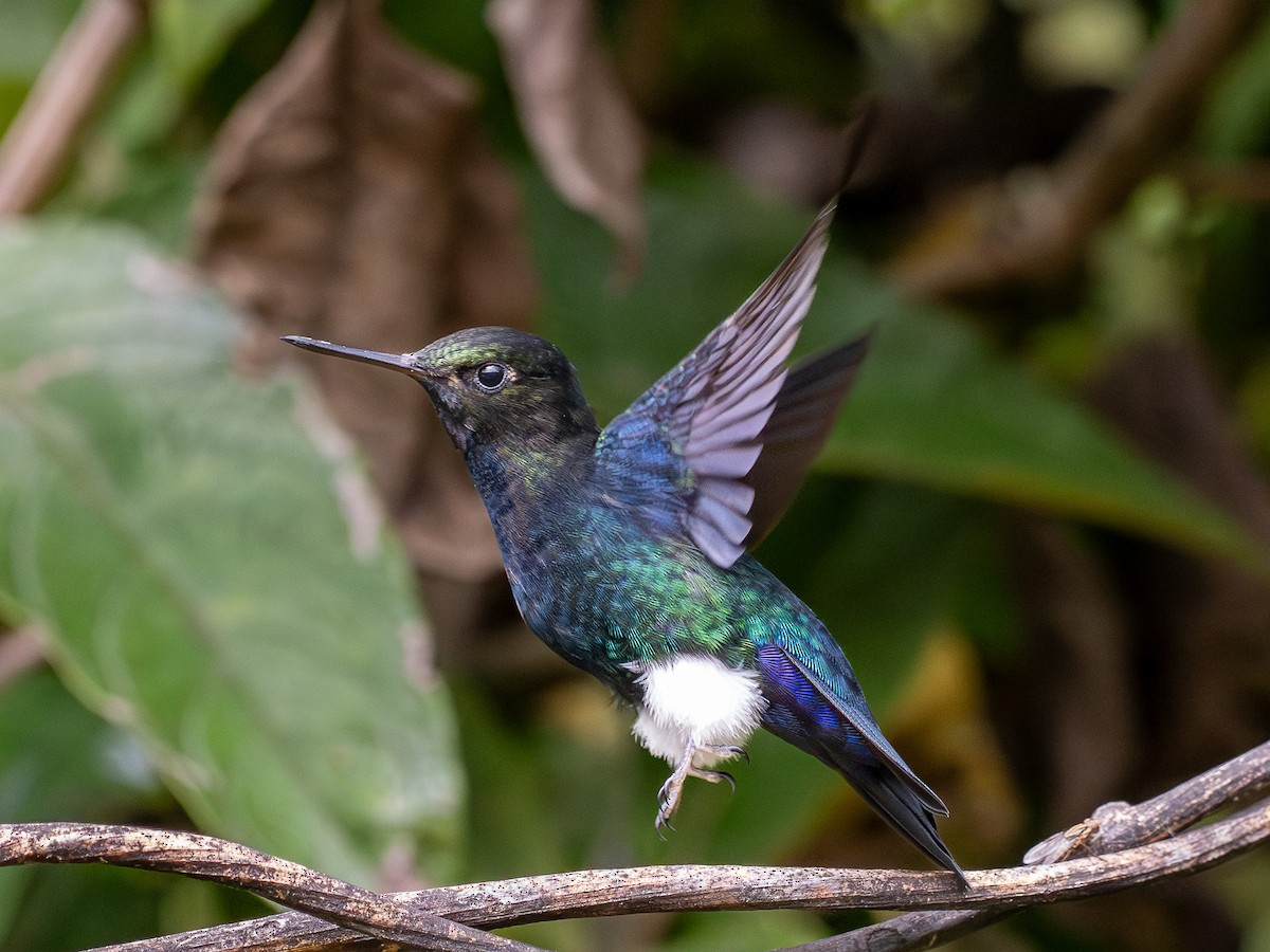 Black-breasted Puffleg - ML644261554