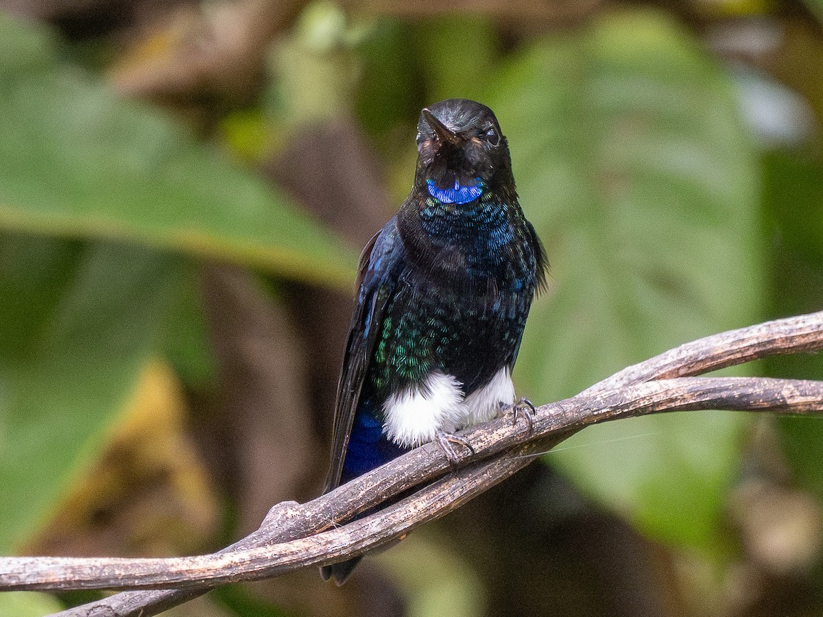Black-breasted Puffleg - ML644261555
