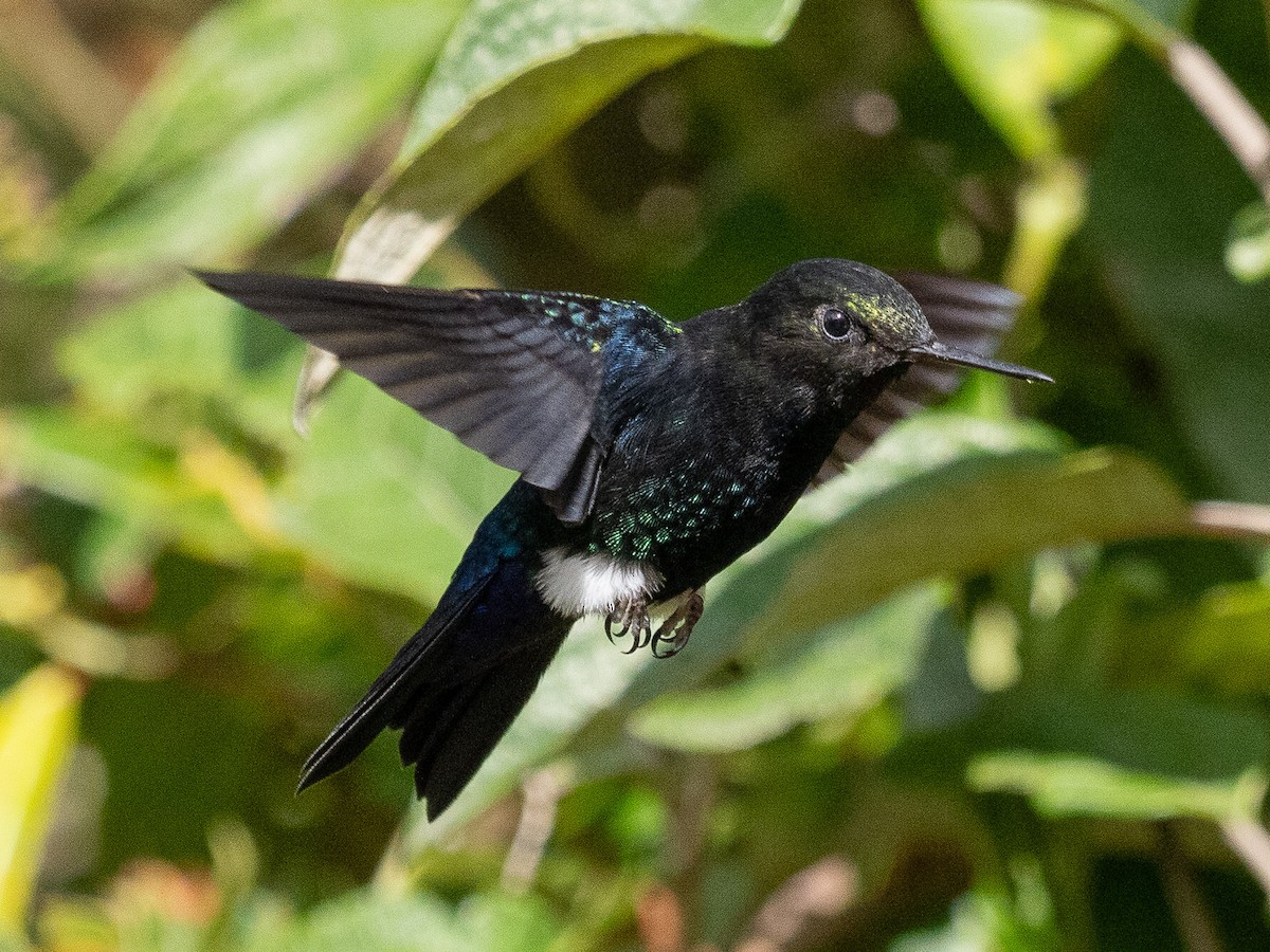 Black-breasted Puffleg - ML644261556