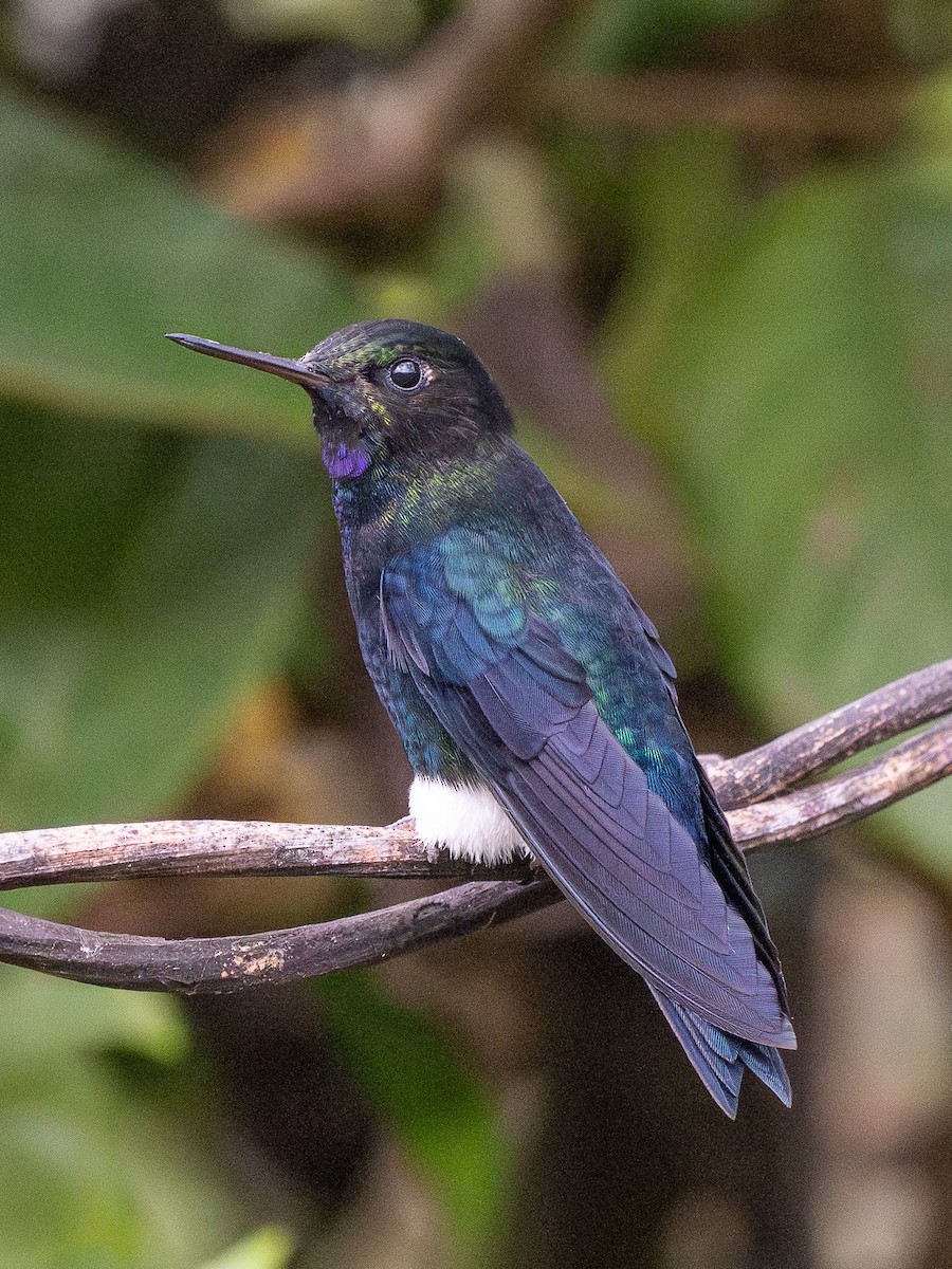 Black-breasted Puffleg - ML644261557