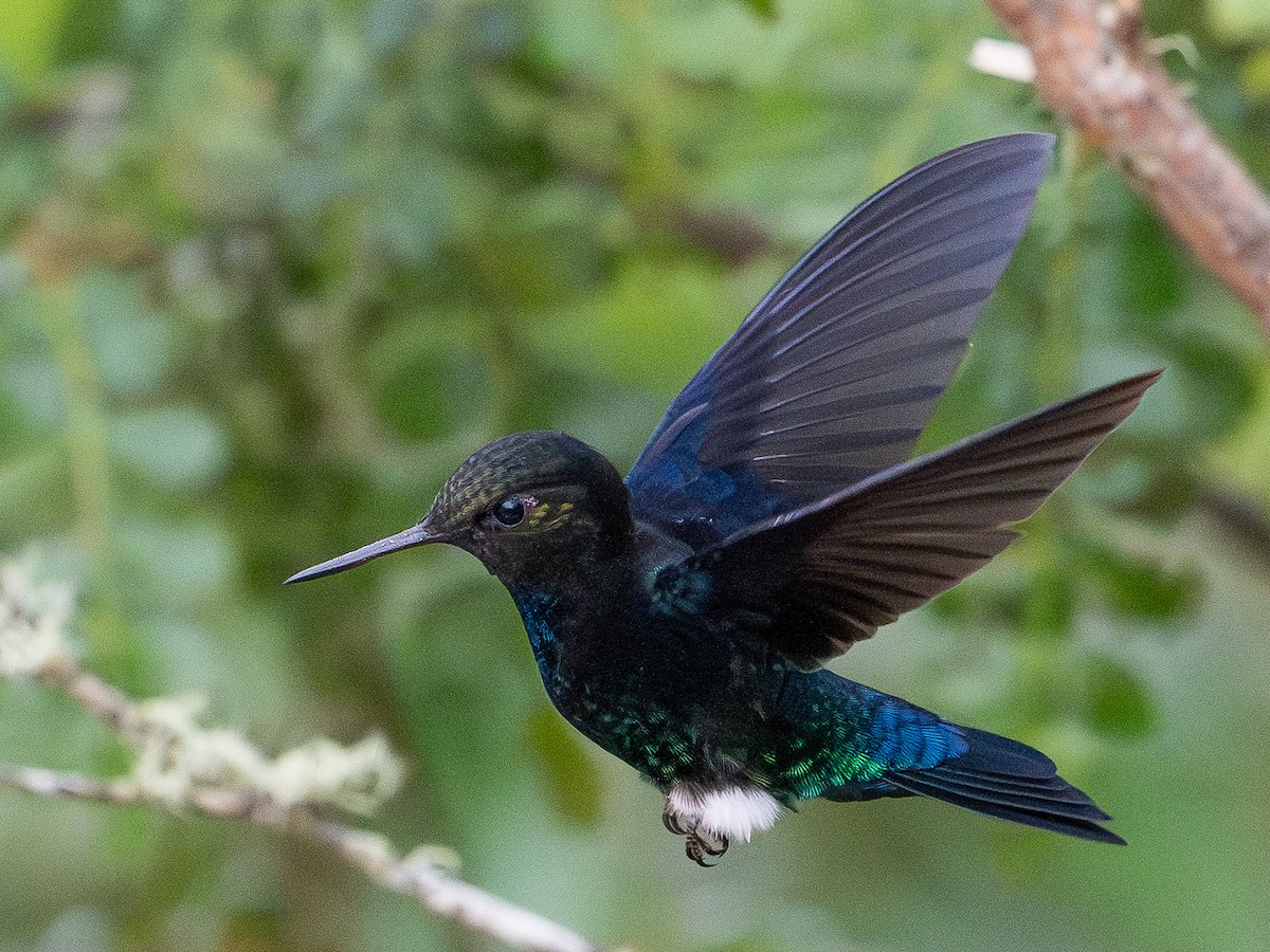 Black-breasted Puffleg - ML644261558