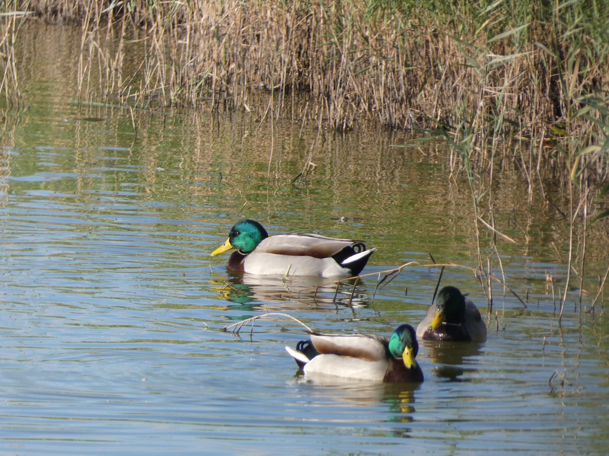 Mallard - ML644261561