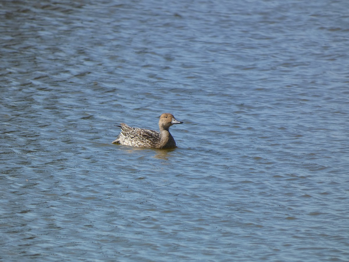 Northern Pintail - ML644261564