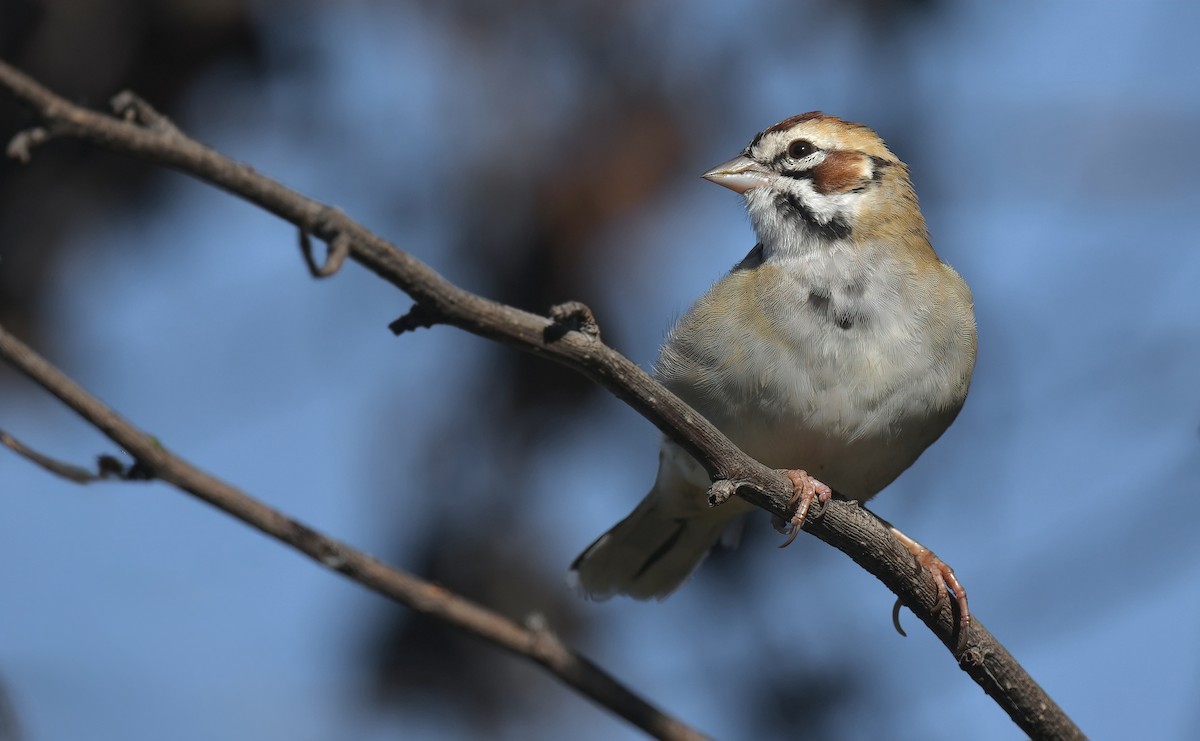Lark Sparrow - ML644261565