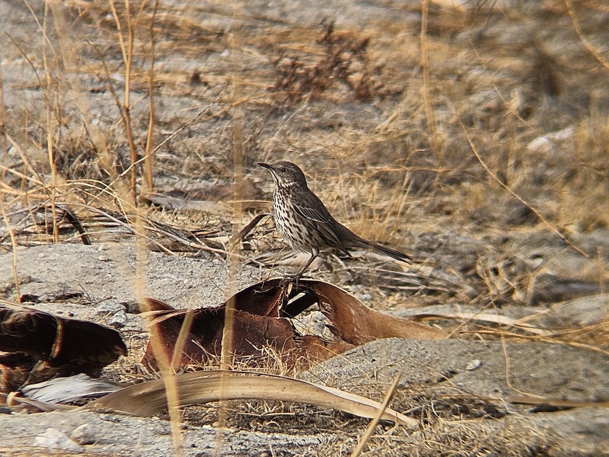 Sage Thrasher - ML644261569
