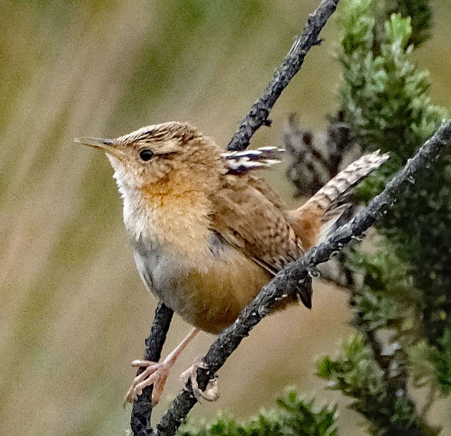 Grass Wren - ML644261572