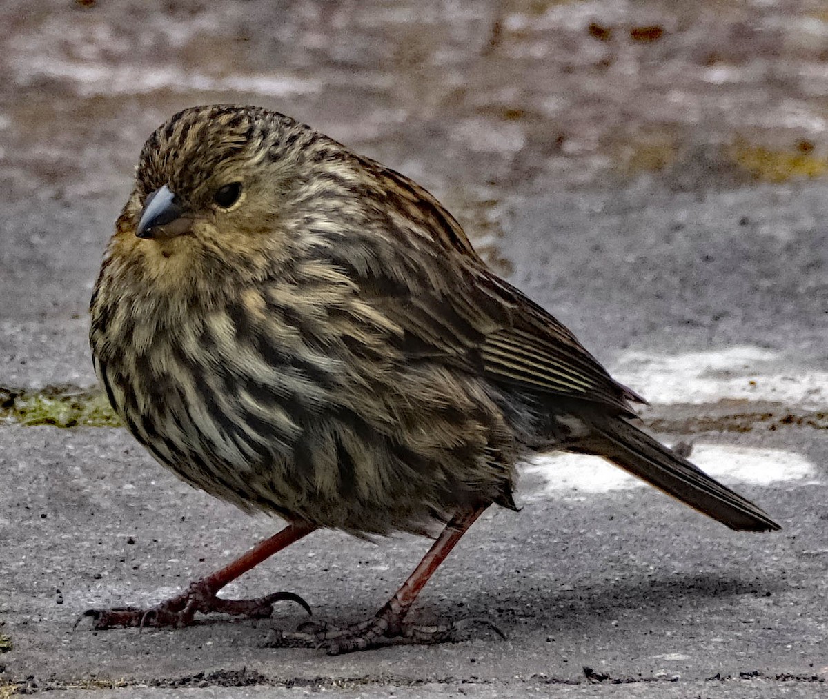 ネズミヤマシトド - ML644261573