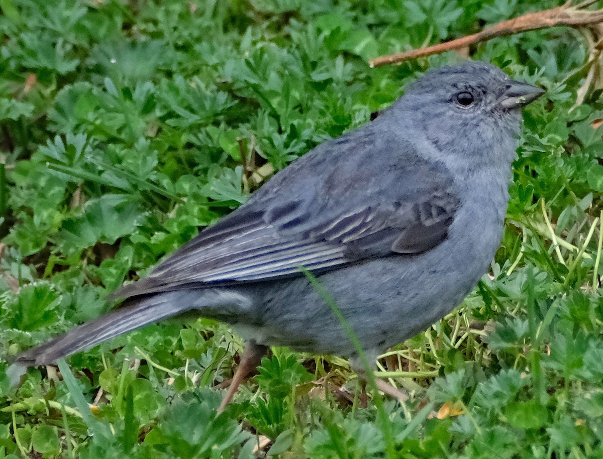 ネズミヤマシトド - ML644261574