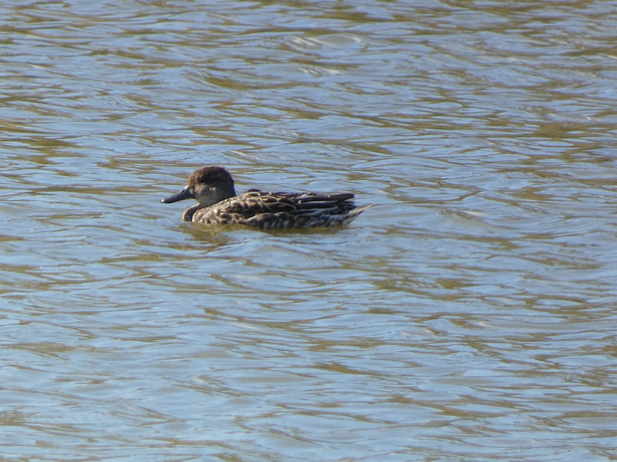 Green-winged Teal - ML644261575