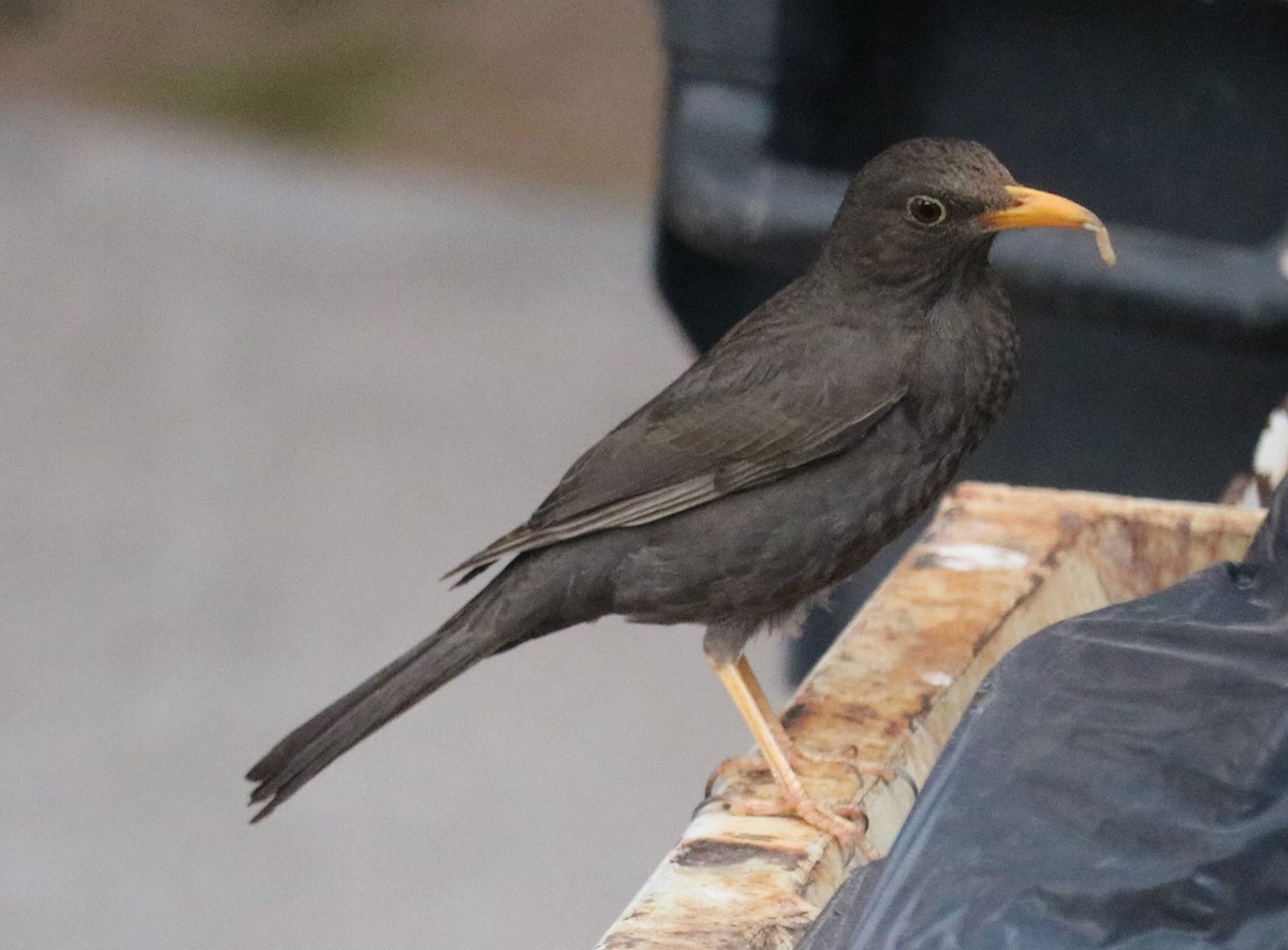 Chiguanco Thrush - ML644261576