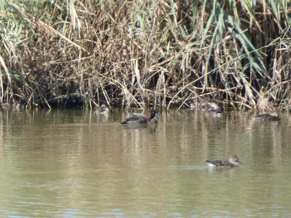 Tufted Duck - ML644261580