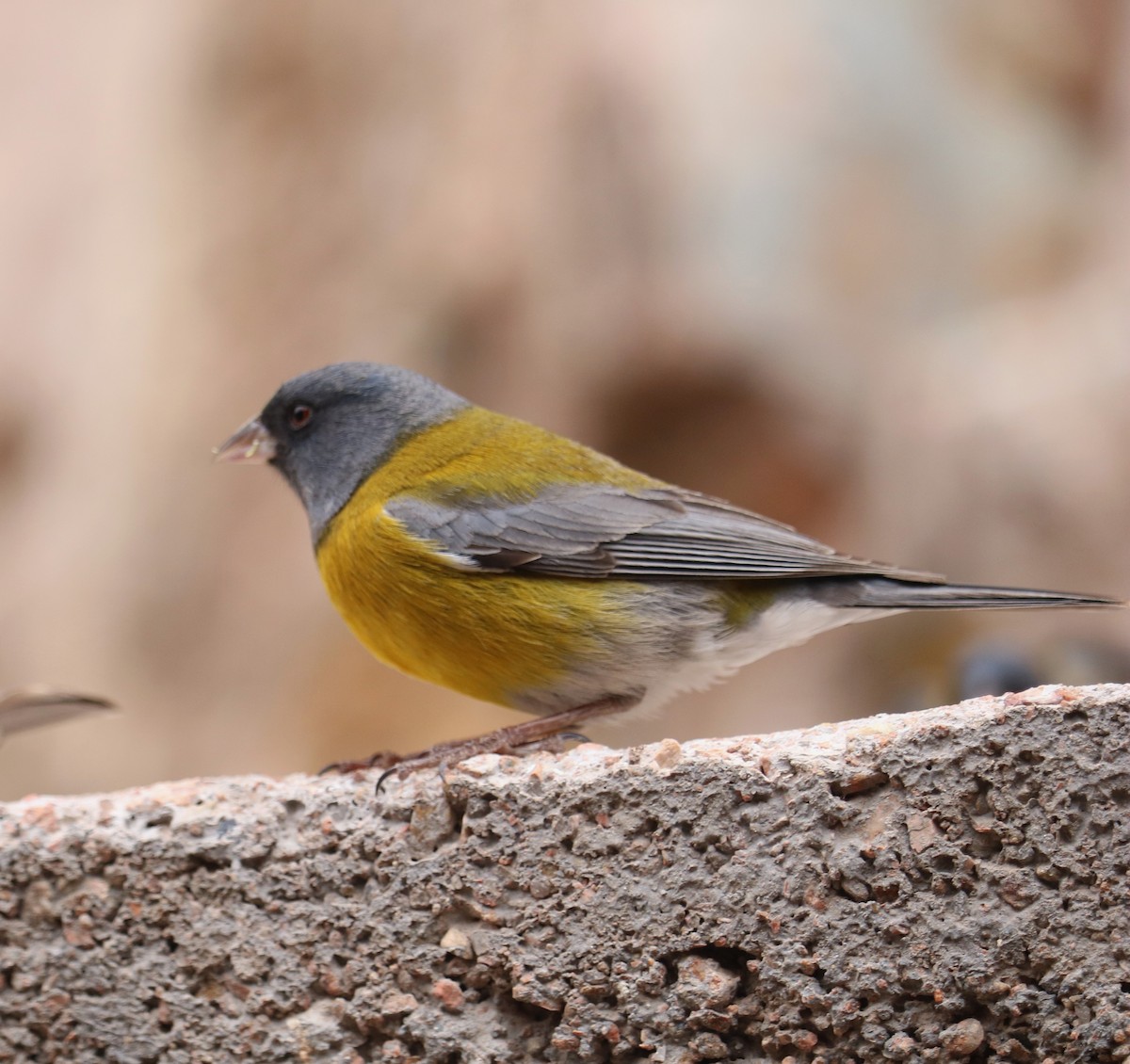 Gray-hooded Sierra Finch - ML644261582