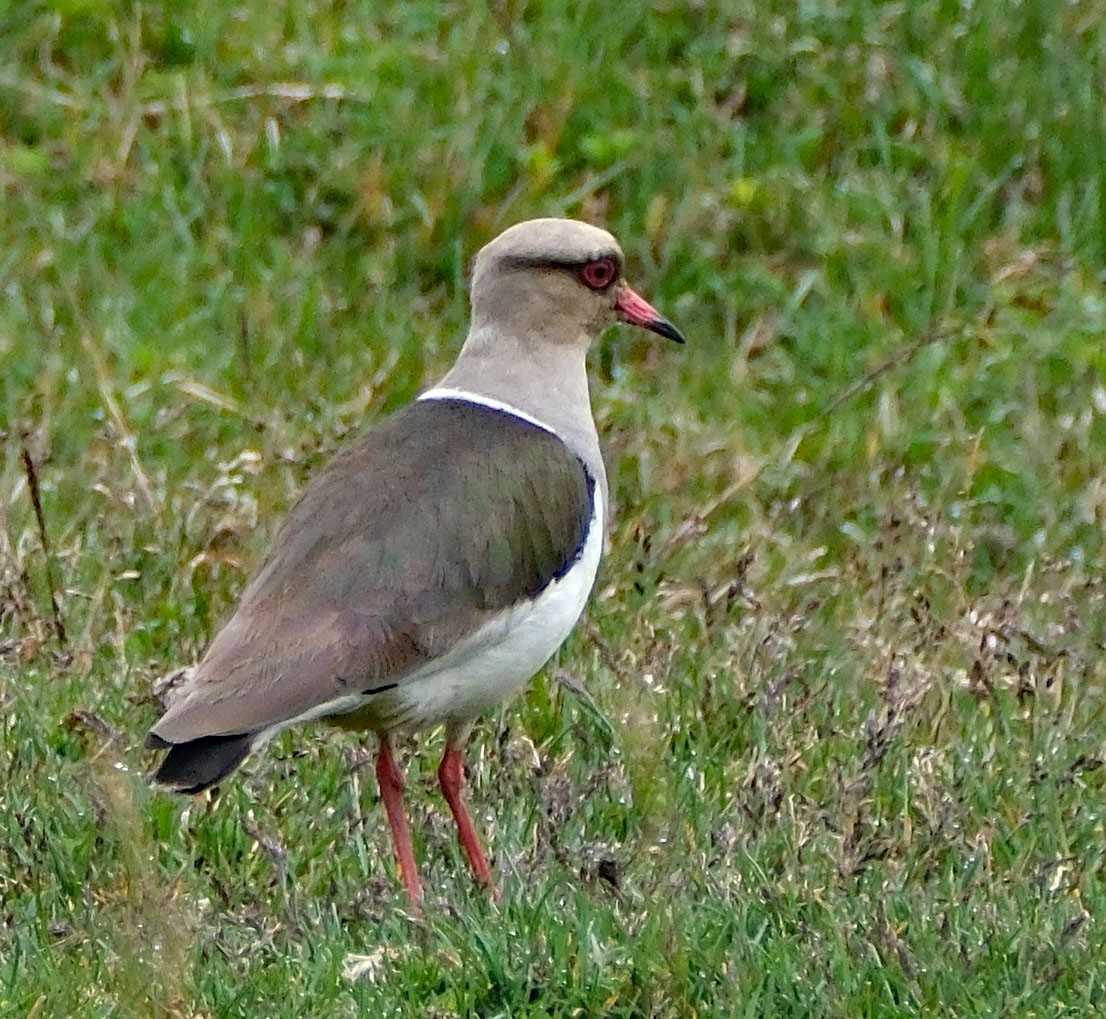 Andean Lapwing - ML644261589