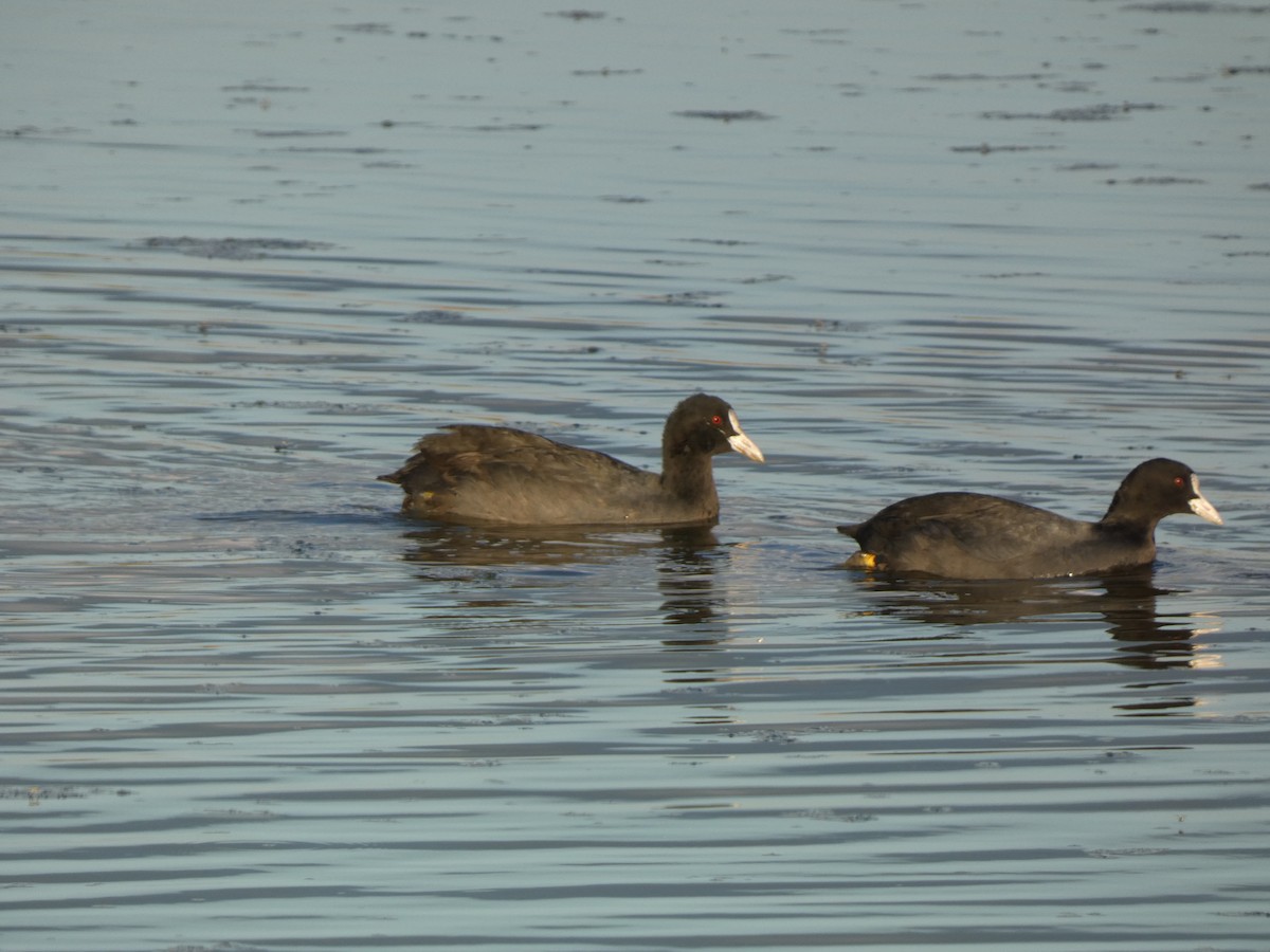 Eurasian Coot - ML644261590