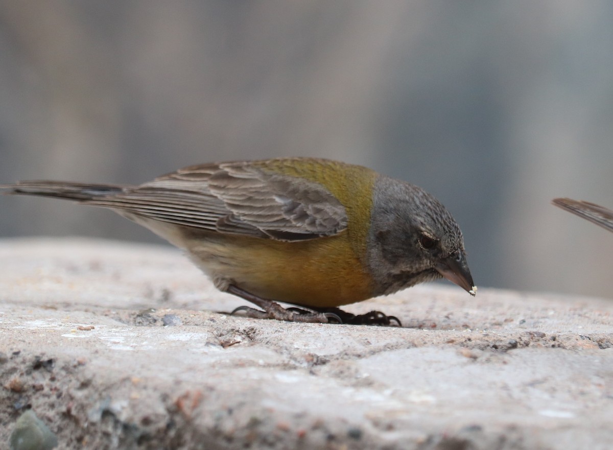 Gray-hooded Sierra Finch - ML644261591