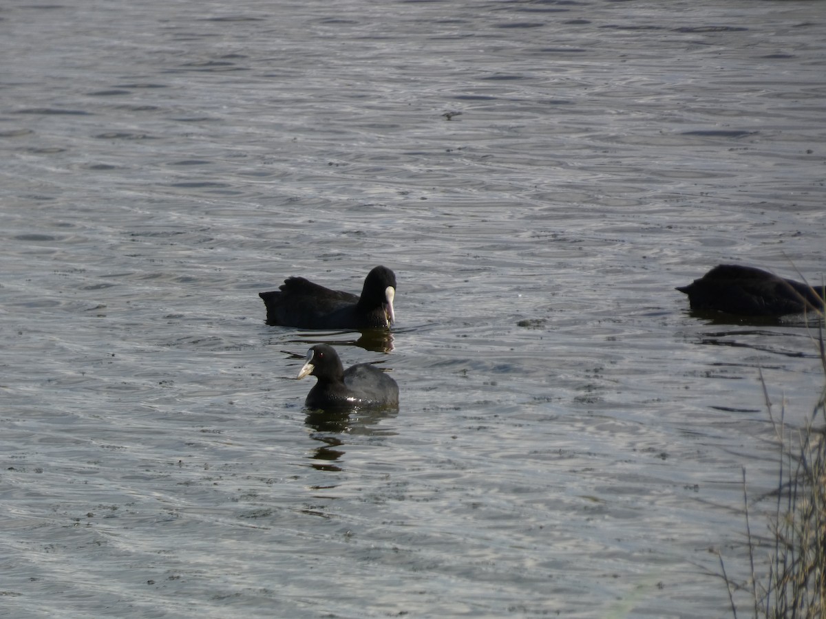 Eurasian Coot - ML644261593