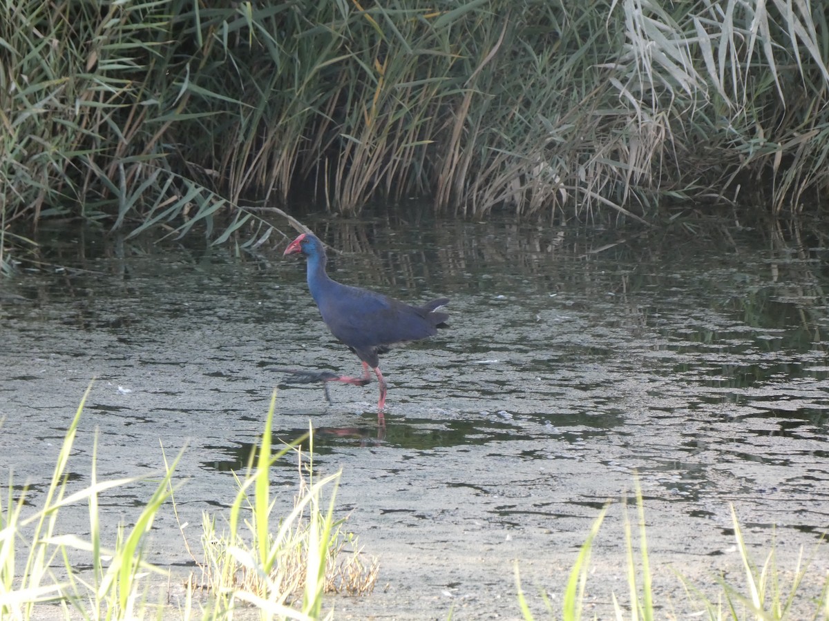 Western Swamphen - ML644261596