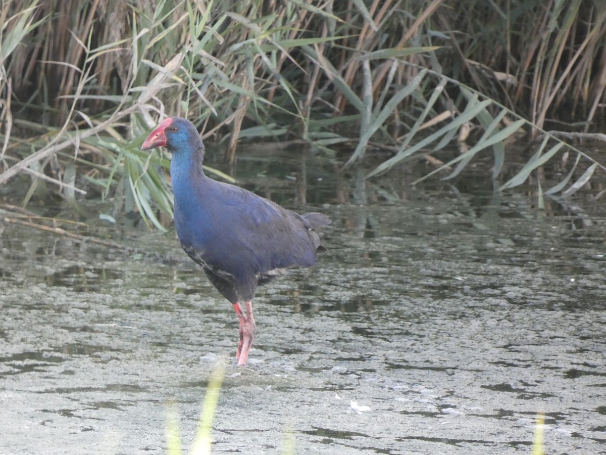 Western Swamphen - ML644261597