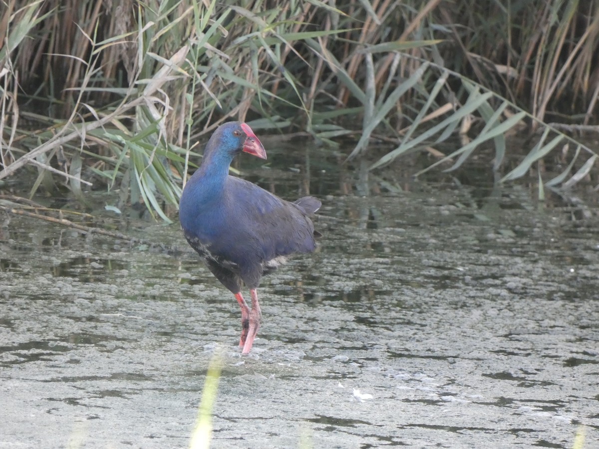 Western Swamphen - ML644261598