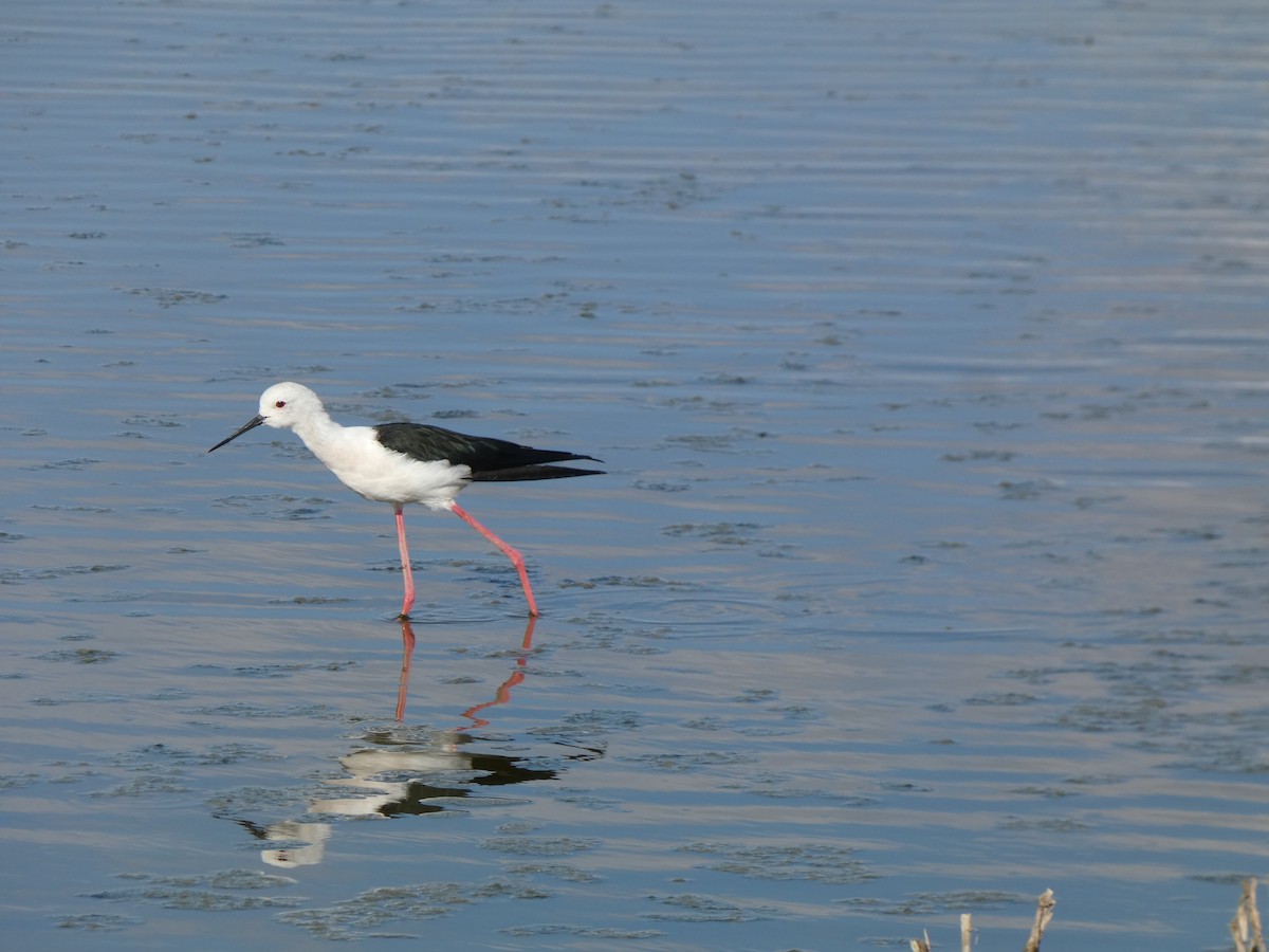 Black-winged Stilt - ML644261602