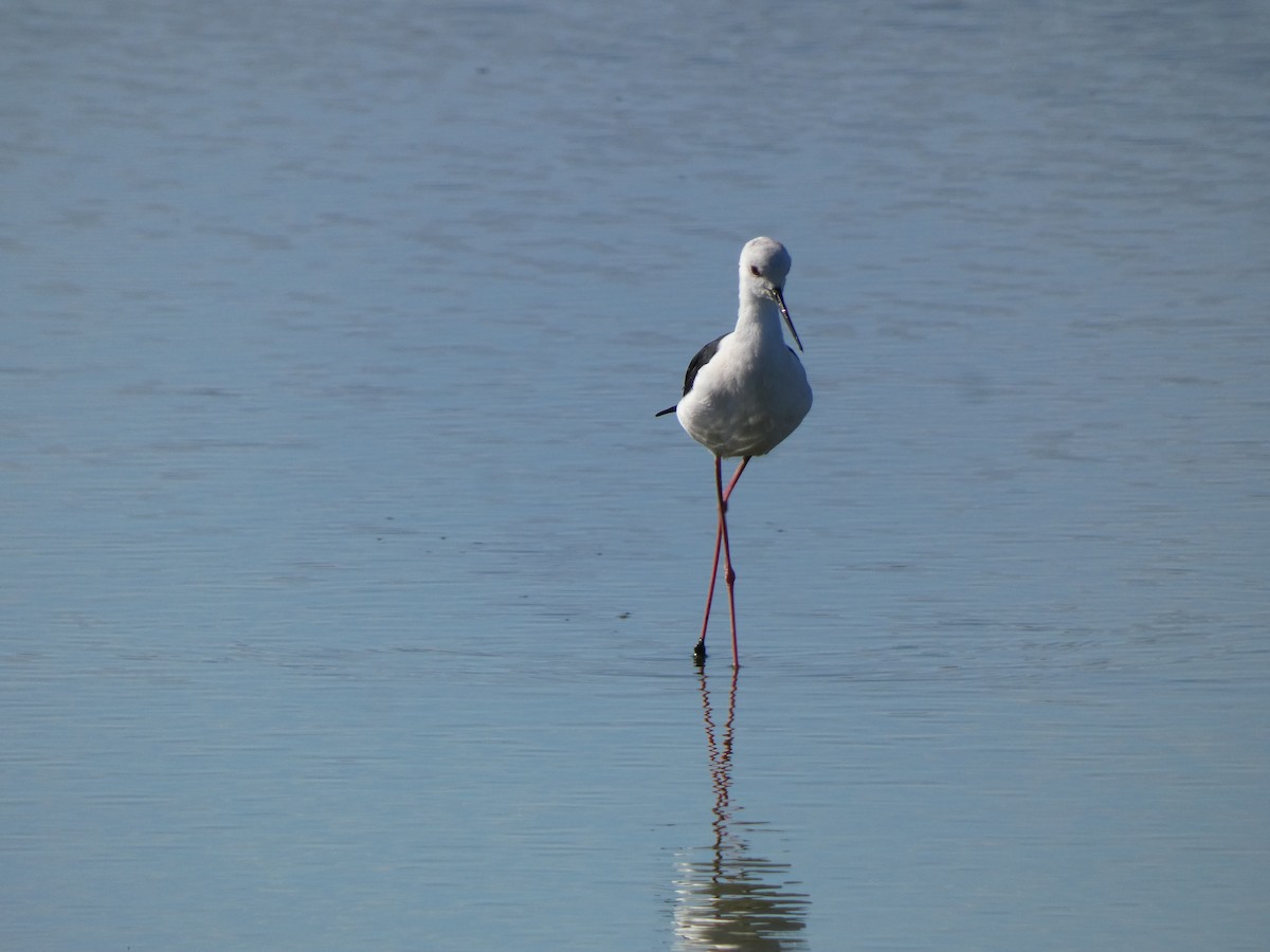 Black-winged Stilt - ML644261603