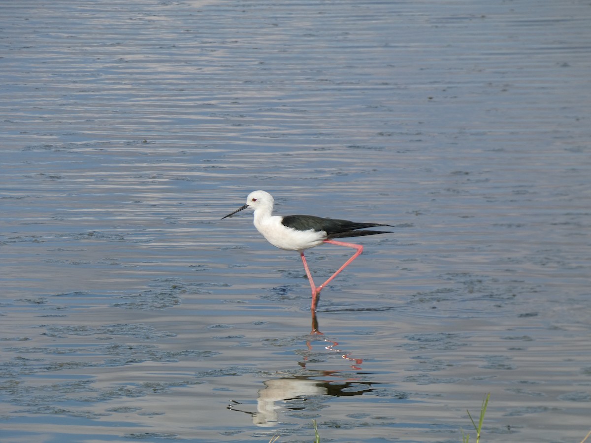 Black-winged Stilt - ML644261604