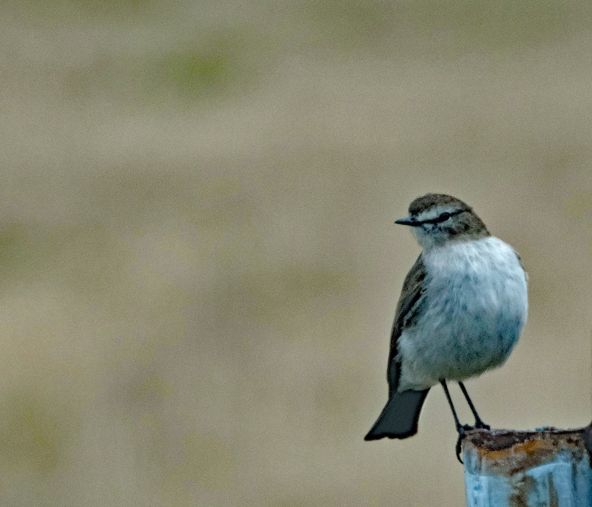 Dormilon à grands sourcils - ML644261606