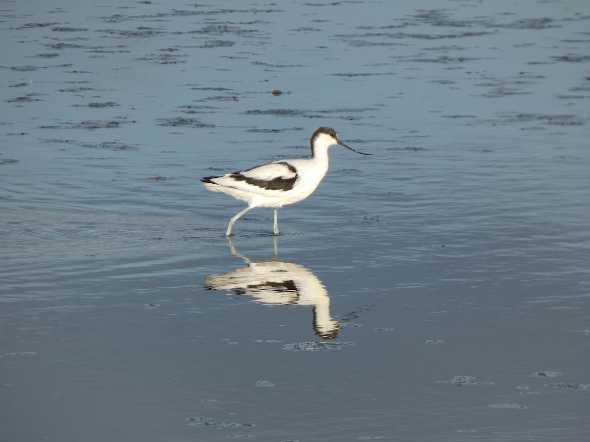 Pied Avocet - ML644261609