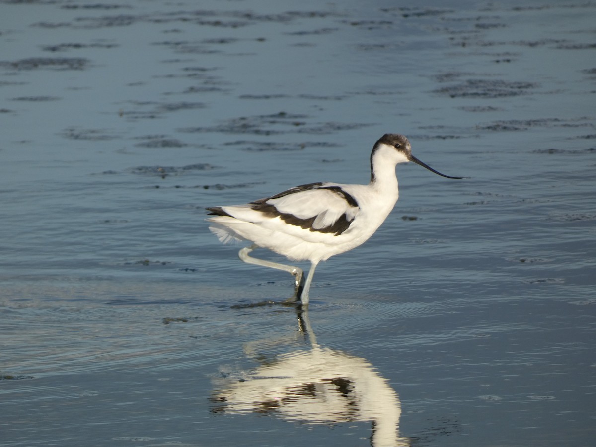 Pied Avocet - ML644261610