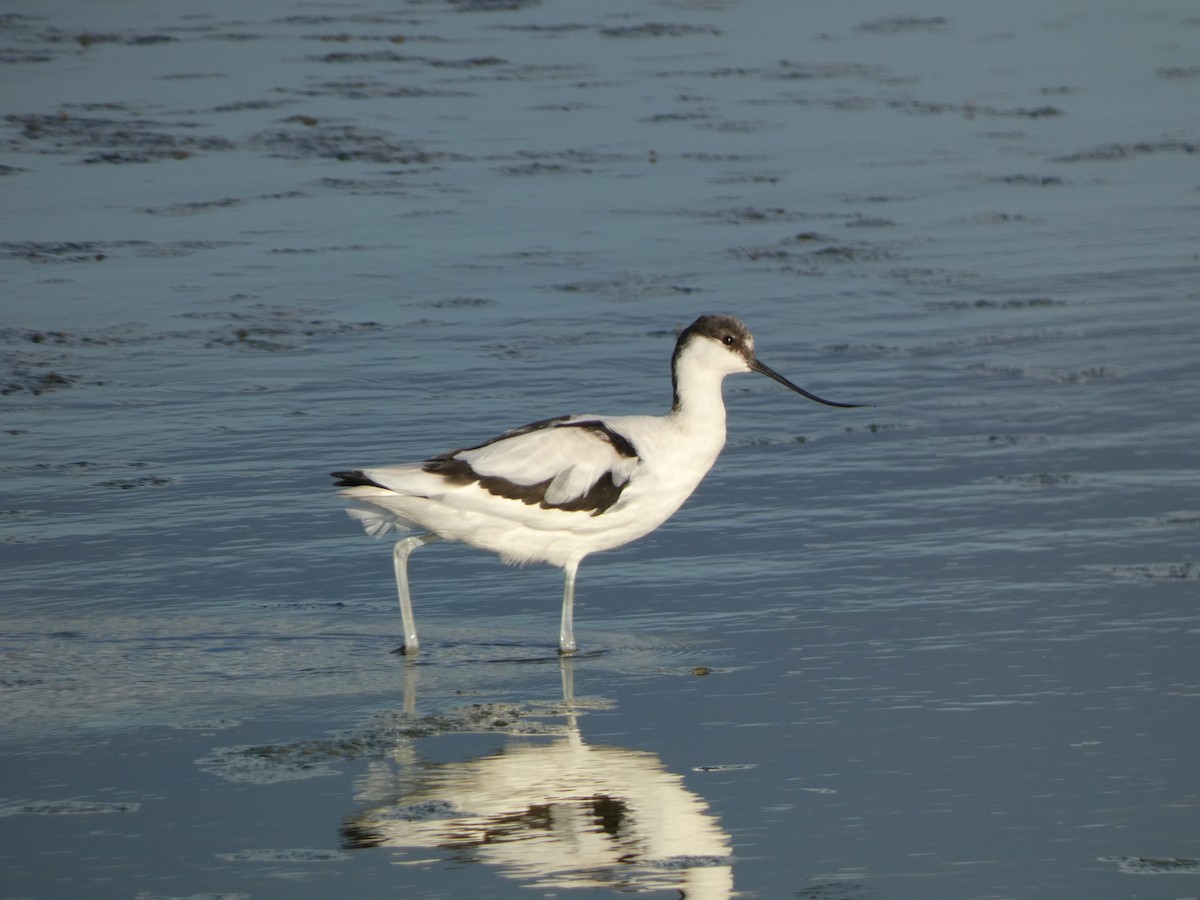 Pied Avocet - ML644261611