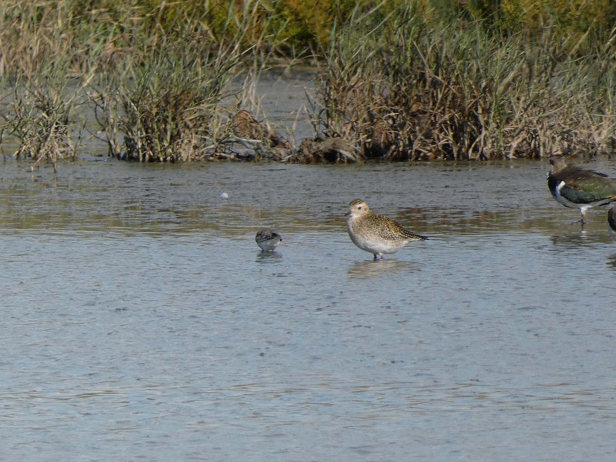 European Golden-Plover - ML644261619